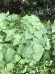 Lamium purpureum