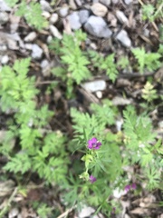 Erodium texanum