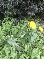 Taraxacum