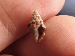 Semiricinula konkanensis