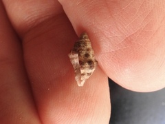 Semiricinula konkanensis