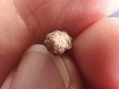 Semiricinula konkanensis