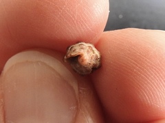 Semiricinula konkanensis