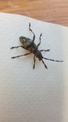 Hexatricha pulverulenta