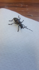 Hexatricha pulverulenta