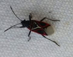 Anochrostomus formosus