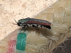 Agrilus pulchellus