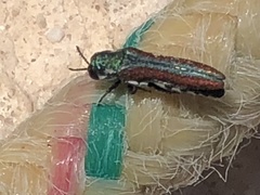 Agrilus pulchellus