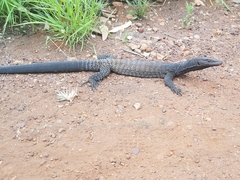 Varanus tristis