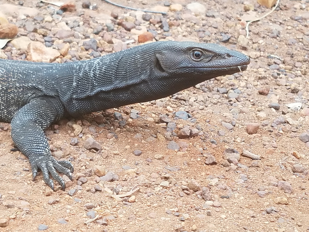 Black-Headed Monitor