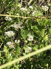 Mikania scandens image