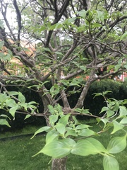 Magnoliopsida