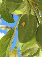 Pterygota
