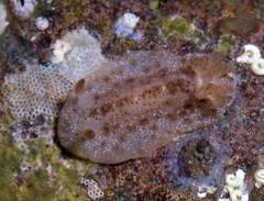 Diaulula aurila