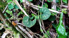 Viola formosana