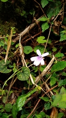 Viola formosana