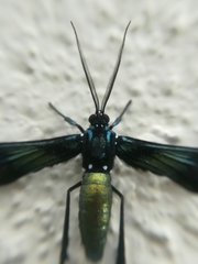 Macrocneme chrysitis