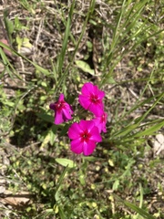 Phlox drummondii