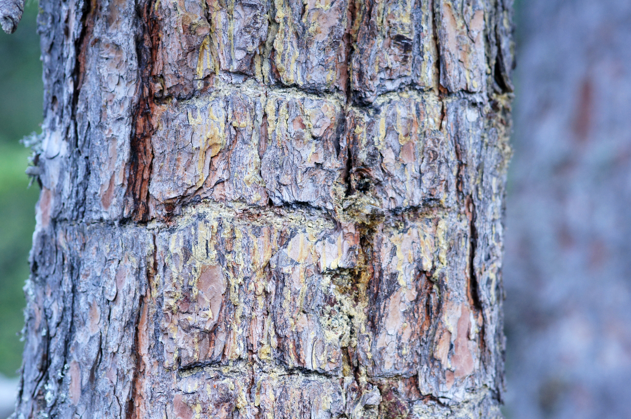Eurasian Three-toed Woodpecker