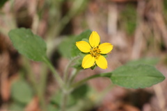 Chrysogonum