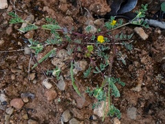 Hippocrepis biflora