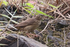 Anthus similis