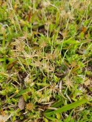 Chevreulia acuminata