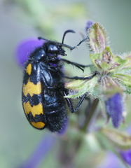 Hycleus polymorphus