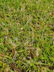 Chevreulia acuminata