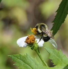 Bombus impatiens image