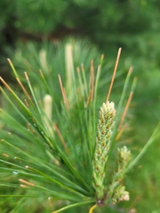 Pinus strobus