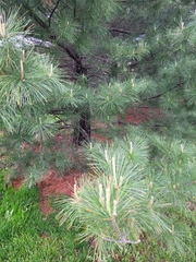 Pinus strobus