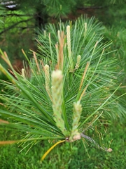 Pinus strobus