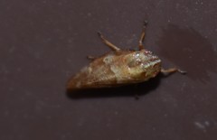 Aphrophora saratogensis