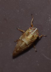 Aphrophora saratogensis