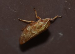 Aphrophora saratogensis