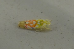 Erythroneura reflecta