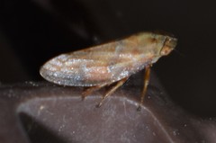 Aphrophora saratogensis