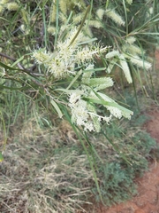 Grevillea striata