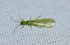 Alloperla