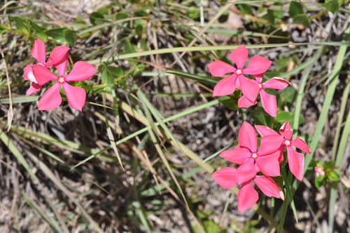 Catharanthus ovalis