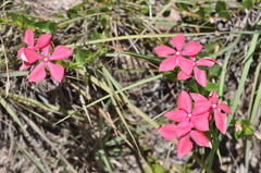 Catharanthus ovalis grandiflorus