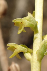 Platanthera cooperi