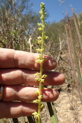 Platanthera cooperi