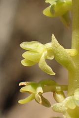 Platanthera cooperi