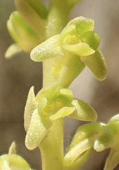 Platanthera cooperi