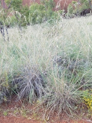 Themeda avenacea