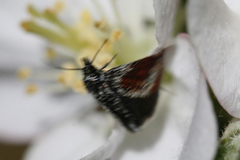 Anatralata versicolor