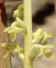 Platanthera cooperi