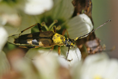 Etorofus obliteratus